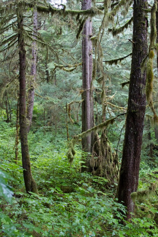 alaska-495 alaska-495