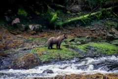 alaska-279 alaska-279