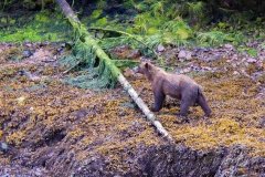 alaska-299 alaska-299