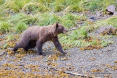 alaska-302 alaska-302