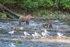 alaska-316 alaska-316