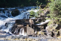 alaska-367 alaska-367