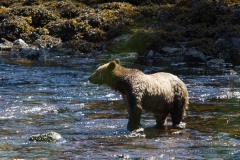 alaska-369 alaska-369