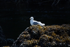 alaska-372