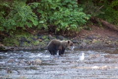 alaska-378 alaska-378