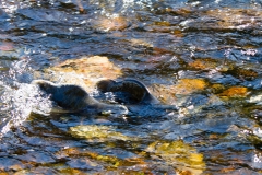 alaska-386 alaska-386
